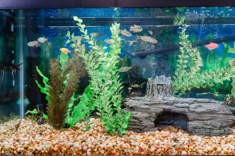a fishtank